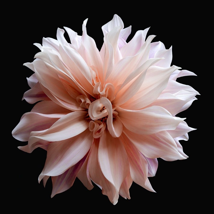 Picture of DAHLIA 5