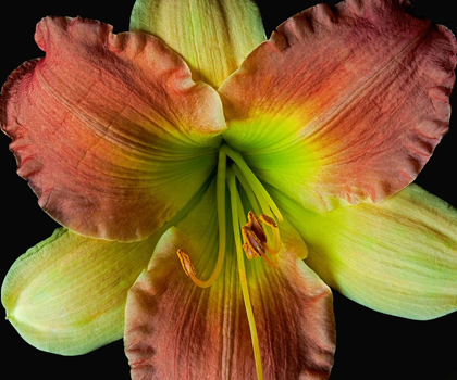 Picture of DAYLILY 2