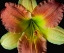 Picture of DAYLILY 2