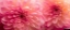 Picture of DAHLIA 6