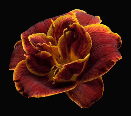 Picture of DAYLILY ~ NIGHT EMBERS