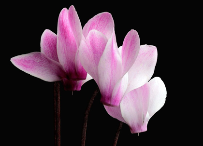 Picture of HARDY CYCLAMEN