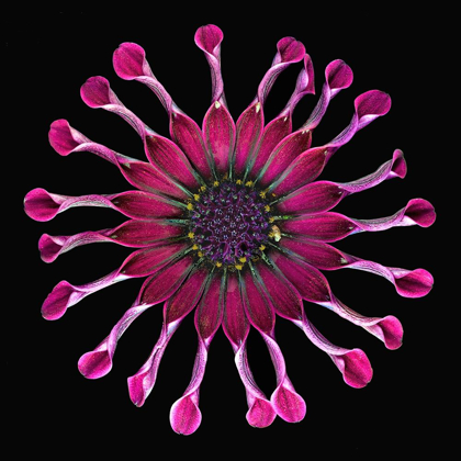 Picture of AFRICAN DAISY 2