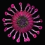 Picture of AFRICAN DAISY 2