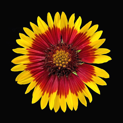 Picture of BLANKET FLOWER