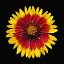 Picture of BLANKET FLOWER