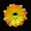 Picture of ECHINOPSIS CACTUS HYBRID - DAYDREAM