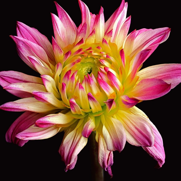 Picture of DAHLIA 1