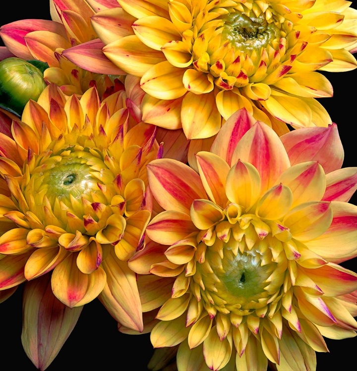 Picture of DAHLIAS