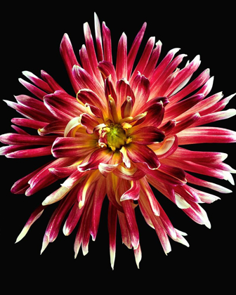 Picture of DAHLIA 4