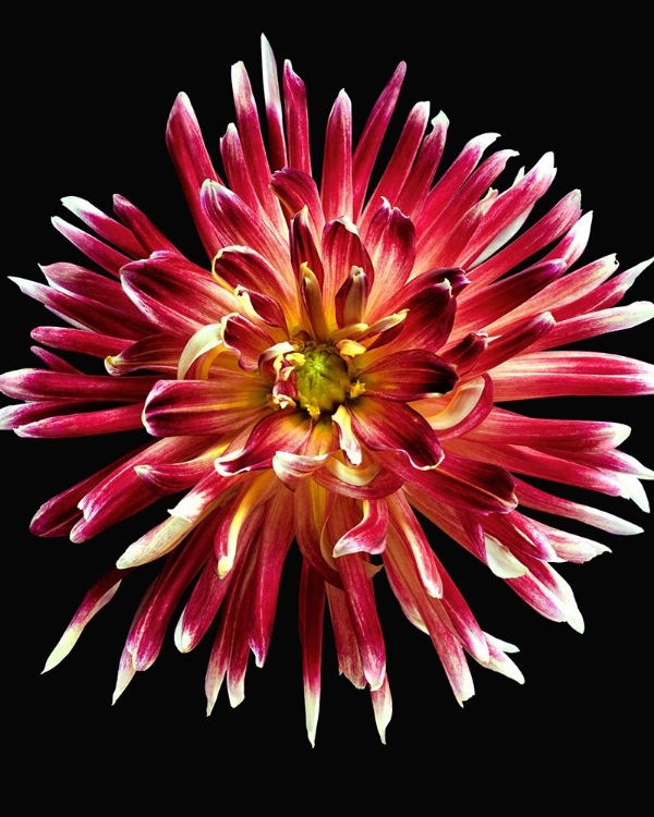 Picture of DAHLIA 4