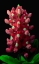 Picture of AGGIE BLUEBONNET