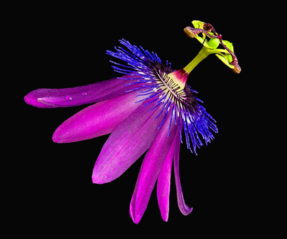 Picture of AMETHYST PASSIONFLOWER