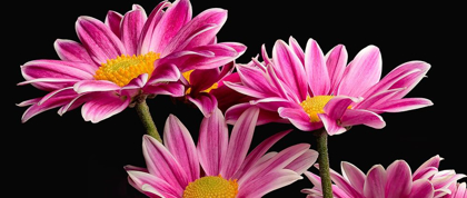 Picture of AFRICAN DAISY