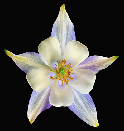 Picture of COLUMBINE ORIGAMI BLUE 2