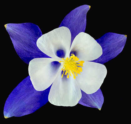 Picture of COLUMBINE ~ ORIGAMI BLUE