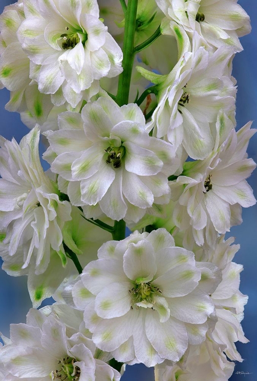 Picture of DELPHINIUM DOUBLE INNOCENCE