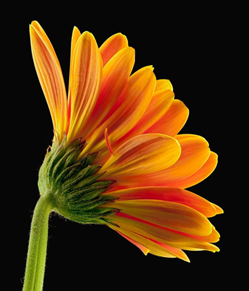Picture of GERBERA DAISY