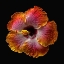 Picture of HIBISCUS EXOTICA
