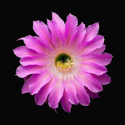 Picture of ECHINOPSIS MARIA PIAZZA