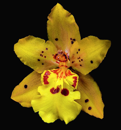 Picture of ORCHID ODONTOCIDIUM - MAYFAIR