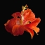 Picture of TROPICAL HIBISCUS ~ DOUBLE ORANGE