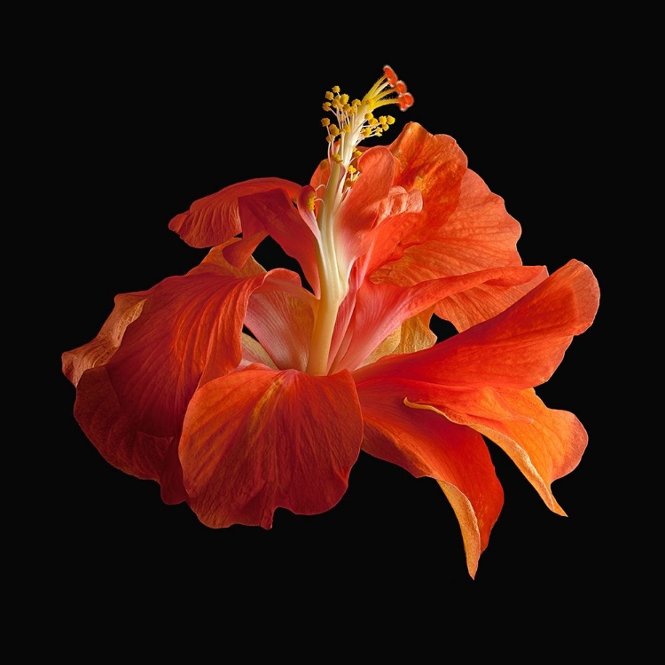 Picture of TROPICAL HIBISCUS ~ DOUBLE ORANGE