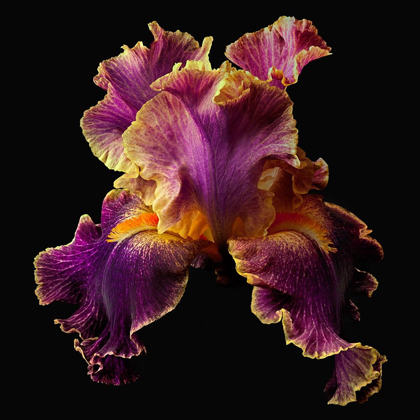 Picture of TALL BEARDED IRIS ~ ENTANGLED