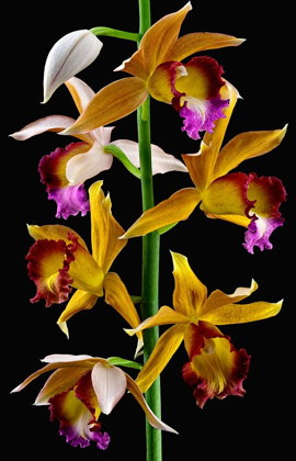 Picture of NUNS ORCHID