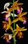 Picture of NUNS ORCHID