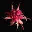 Picture of SILVER VASE BROMELIAD