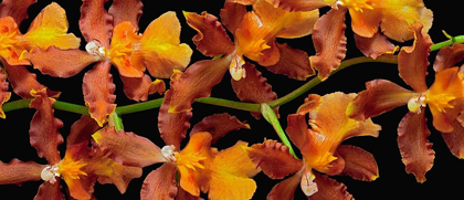 Picture of ORCHID - KILAUEA KARMA