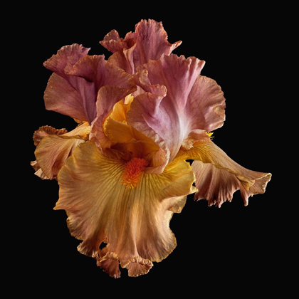 Picture of TALL BEARDED IRIS
