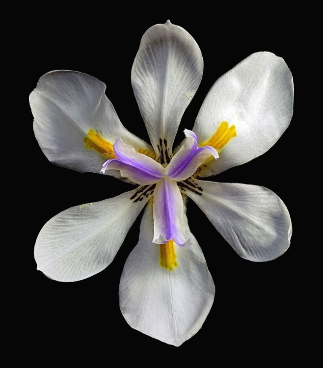 Picture of VARIEGATED CAPE IRIS - VARIEGATA