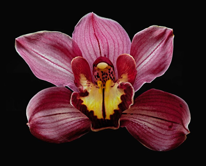 Picture of ORCHID EIKOH