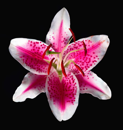 Picture of ORIENTAL LILY ~ STARGAZER