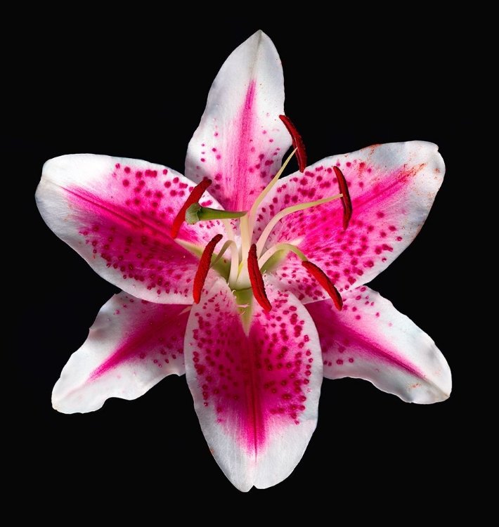 Picture of ORIENTAL LILY ~ STARGAZER