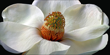 Picture of SOUTHERN MAGNOLIA