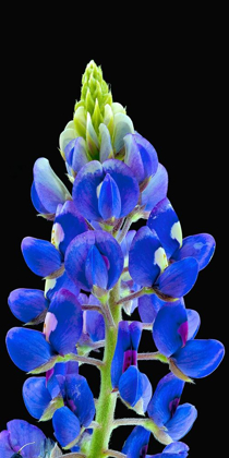 Picture of TEXAS BLUEBONNET