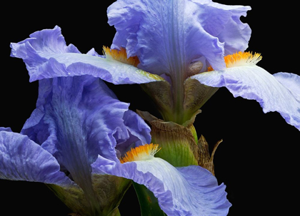 Picture of TALL BEARDED IRIS 3