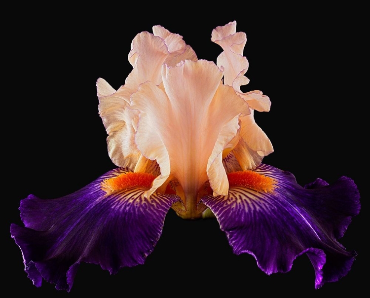 Picture of TALL BEARDED IRIS ZANDRA