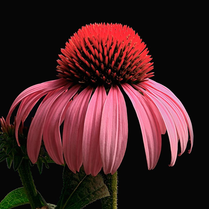 Picture of PURPLE CONE FLOWER