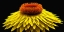 Picture of STRAWFLOWER