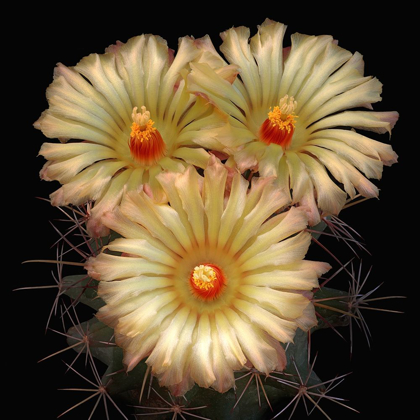 Picture of SCHEERS CORY CACTUS