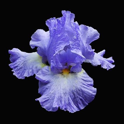 Picture of TALL BEARDED IRIS 2