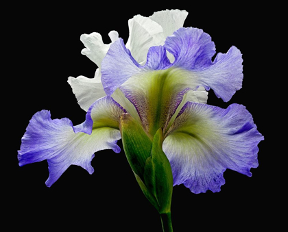 Picture of TALL BEARDED IRIS ~ ALIZES