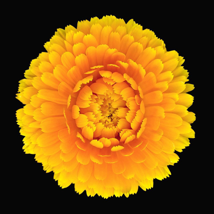 Picture of POT MARIGOLD