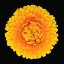 Picture of POT MARIGOLD