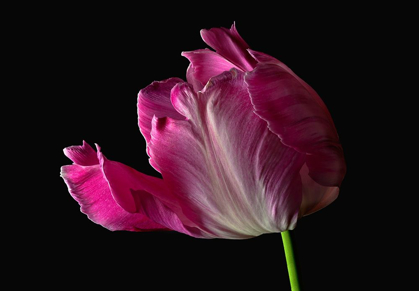 Picture of PARROT TULIP