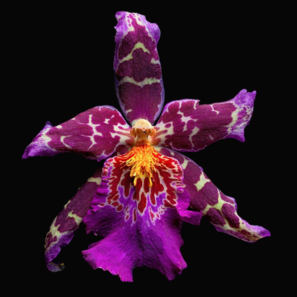 Picture of ORCHID ~ TROPIC TOM